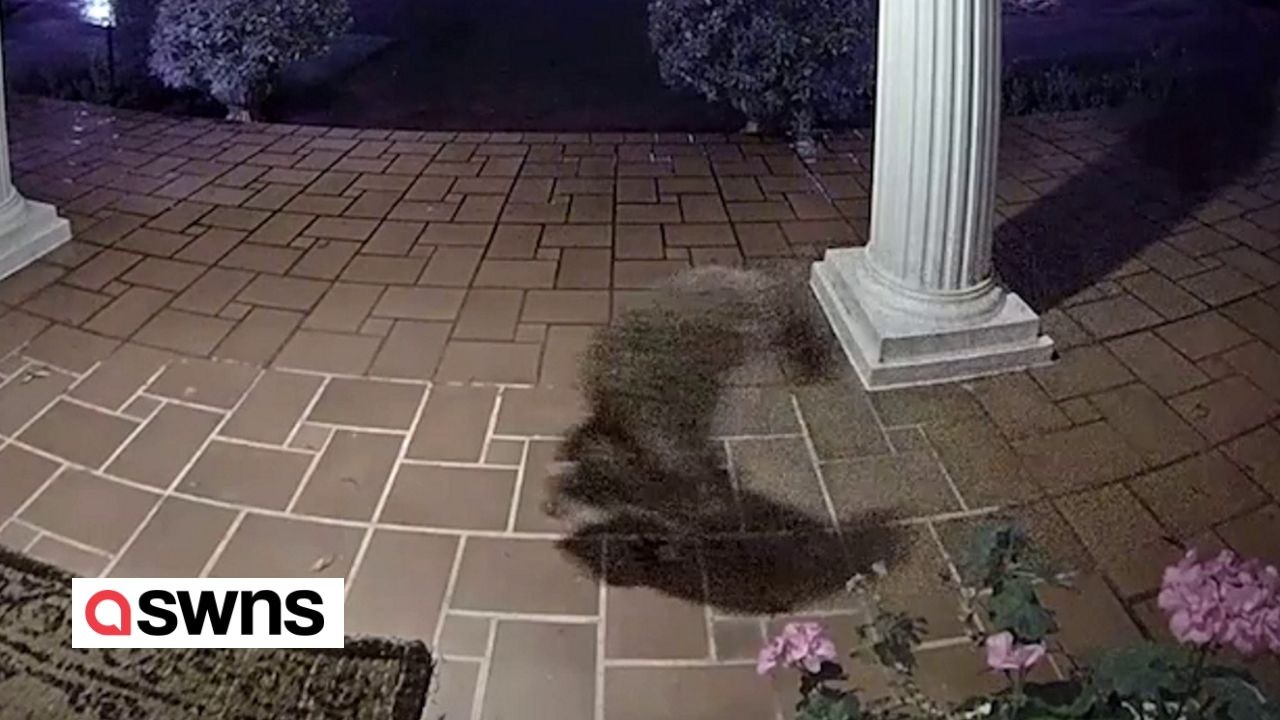 Hilarious doorbell footage shows raccoon walking on its front legs