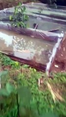 Hari pertama larva lele menetas, harus full kontrol dikhawatirkan ada hama pengganggu