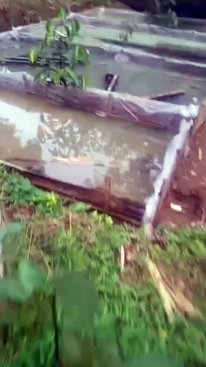 Hari pertama larva lele menetas, harus full kontrol dikhawatirkan ada hama pengganggu