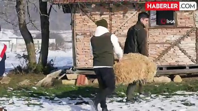 Karla kaplı yaylada yiyecek bulamayan yılkı atları için ekipler devrede