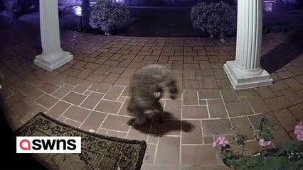 Funny doorbell footage shows raccoon walking on its front legs
