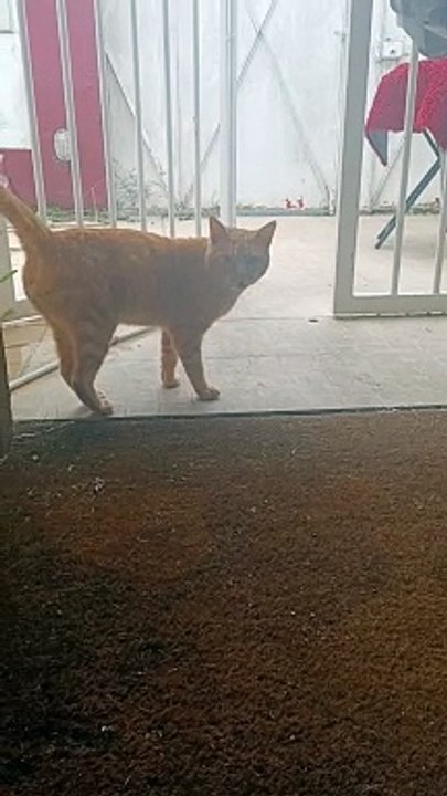 Auto tuned cat