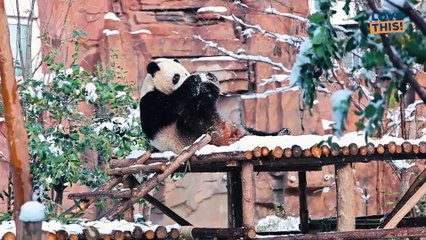 Adorable Pandas LOVE THE SNOW!
