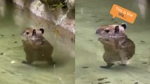 Cute Capybara Wades Through Water!