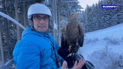 Morzine : skier avec les plus grands aigles d’Europe