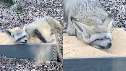Adorable Bat-Eared Foxes LOVE to Play in the Sand