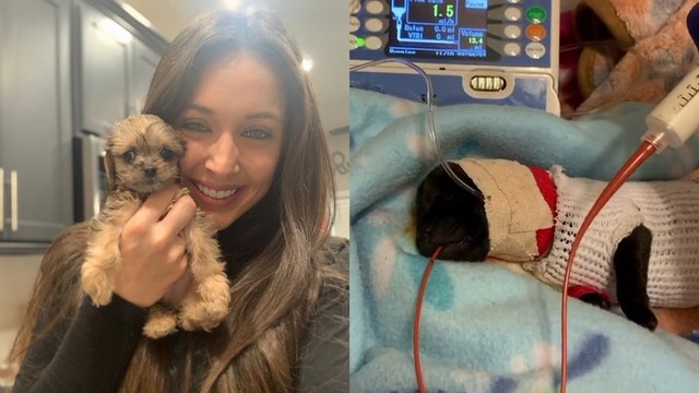 Woman Builds Animal Charity at HOME and Saves 200 DOGS