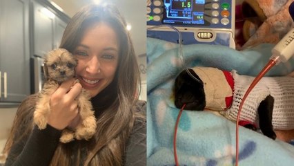 Woman Builds Animal Charity at HOME and Saves 200 DOGS