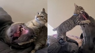 Kitty WRESTLES with 130lb DOG!