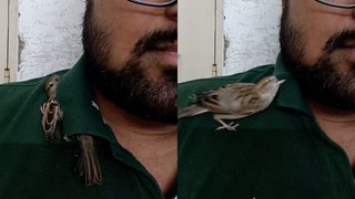 Sparrow Uses Man's Collar for SHELTER