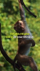 The story about how humans got their pattern of living from God