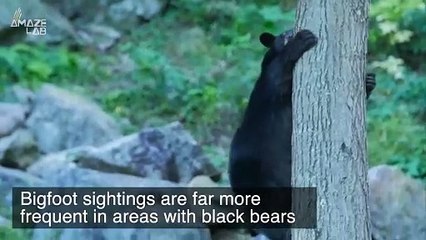 Is Bigfoot Real? Researchers Think They May Have Finally Figured It Out