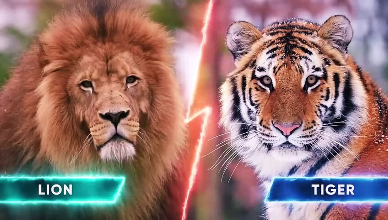 Lion VS Tiger -  Who will win in a fight who can