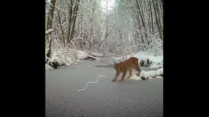 Un lynx très intelligent