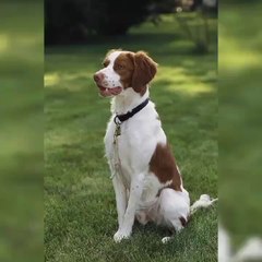 The Unexpected Truth Behind Brittany