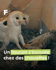 Intrusion spectaculaire : Un faucon crécerelle défie le nid d'un couple de chouettes effraies !