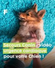 Urgence Canine : guide vidéo des premiers secours en cas d'arrêt cardiaque chez votre chien !