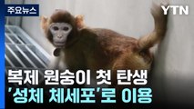 '어른 원숭이'로 복제 원숭이 첫 탄생...3년째 생존 중 / YTN
