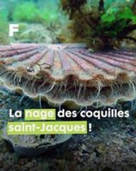 La fascinante et étonnante danse des coquilles Saint-Jacques dans l'océan !
