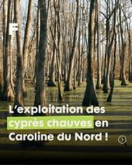 Exploitation des marais de cyprès en Caroline du Nord : entre secrets millénaires et équilibre naturel !