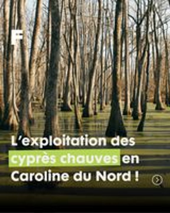 Exploitation des marais de cyprès en Caroline du Nord : entre secrets millénaires et équilibre naturel !