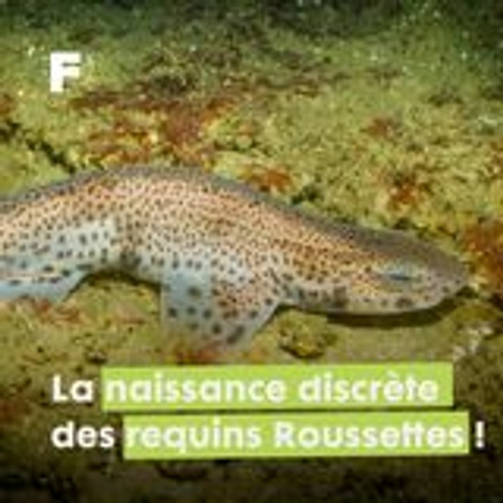 La naissance discrète et rapide des bébés requins Roussettes ! - Vidéo ...