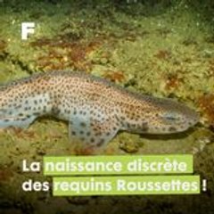 La naissance discrète et rapide des bébés requins Roussettes !