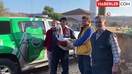 Yaralı peçeli baykuş ve kuğu jandarma tarafından koruma altına alındı