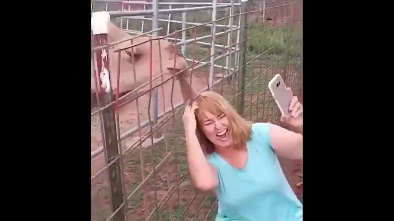 Rire Sans Fin : Les Instants les Plus Comiques des Animaux !"