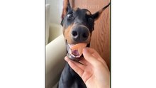 non stop lauhting  Best Funny Animals Videos