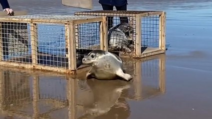 Watch heartwarming moment orphaned seal pups return to ocean after sanctuary rescue