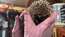 Robotic lawnmowers and strimmers are causing unnecessary injuries to Britain’s hedgehogs: Here are some simple tips on how to protect them