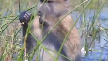 Some monkeys pass from the river to the other side in a wonderful scene #Animals