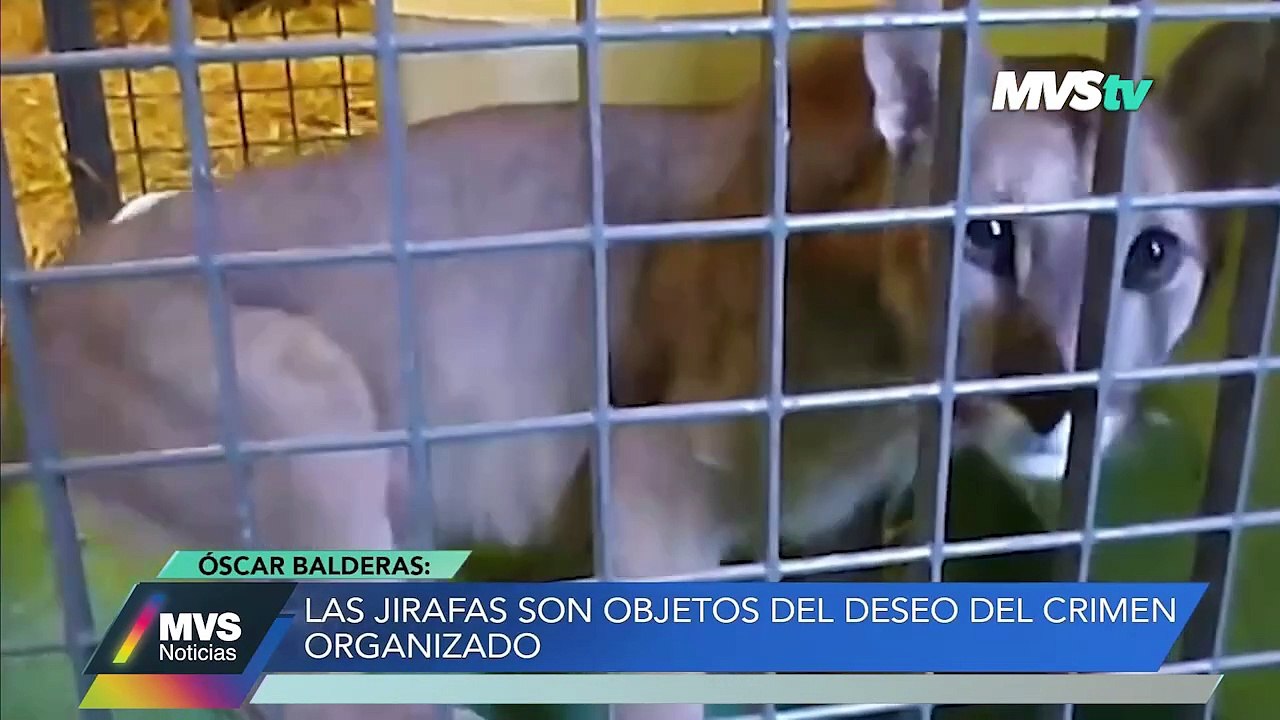 LAS JIRAFAS SON OBJETOS DEL DESEO DEL CRIMEN ORGANIZADO