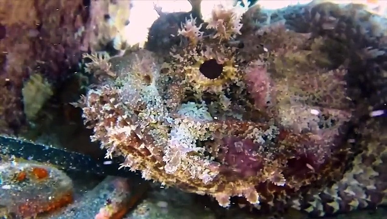 RosaMia - To my heart, Gina Adaline - More Of You