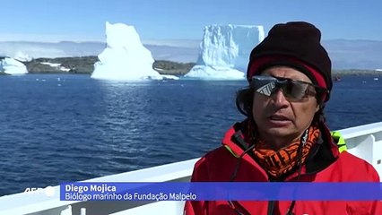 Branco como a neve: raro pinguim despigmentado é visto na Antártida