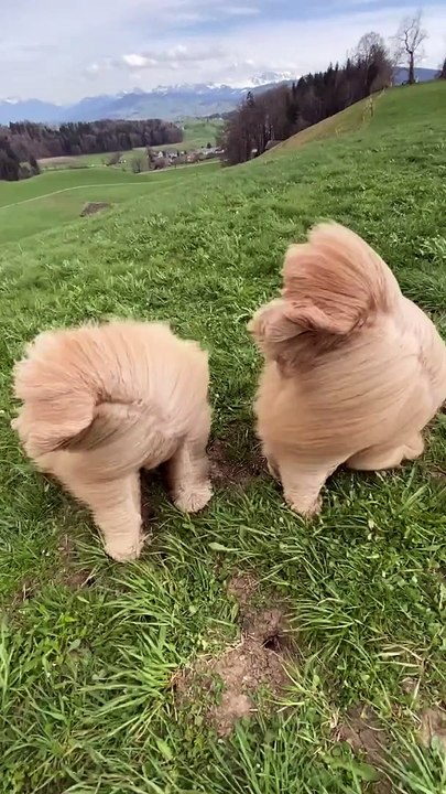Two Floofs Sit In Strong Wind