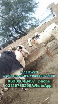 Bulls for sale Pakistan