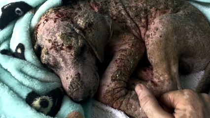 Guess What Color This Puppy Turns Out To Be