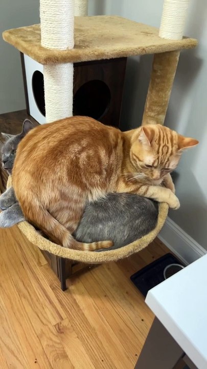 Cats Have a Unique Way of Getting Comfy
