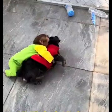 monkey very intelligent very funny