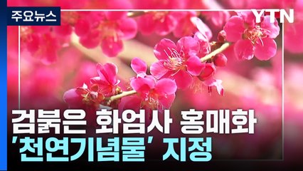 검붉은 화엄사 홍매화 '천연기념물' 지정! / YTN