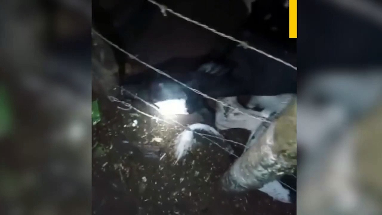 Tragédia na pastagem: raios matam sete vacas em noite de trovões