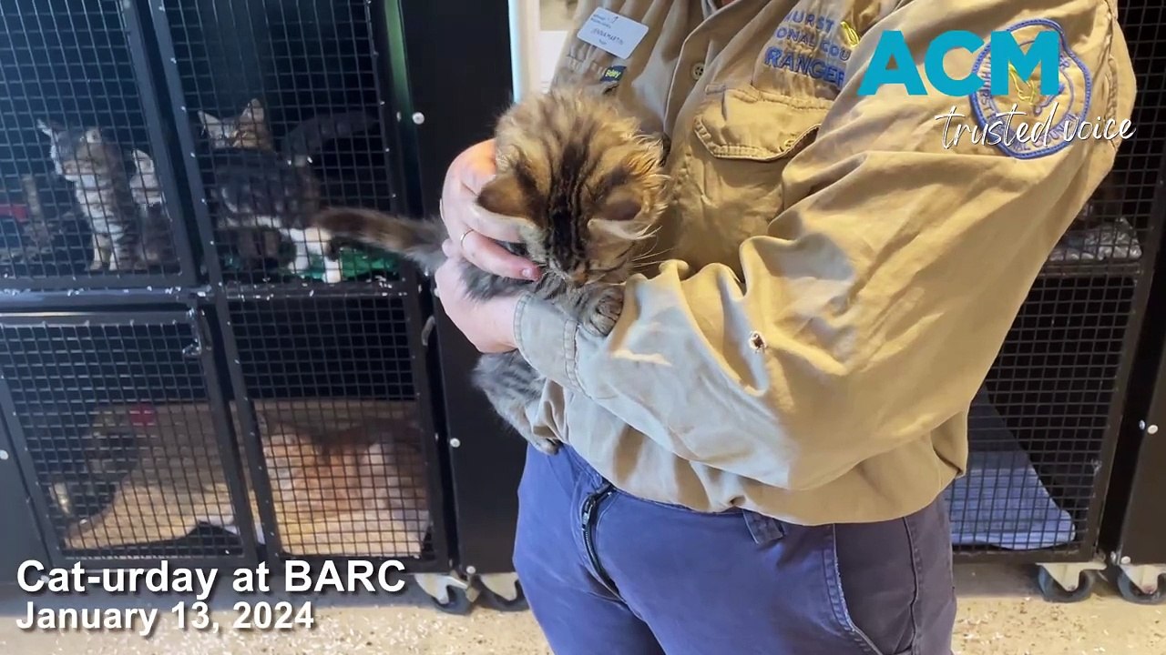Cat-urday at BARC