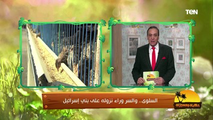 أنواع السمان وفوائده لأصحاب الأمراض المزمنة | حكايات ومعجزات