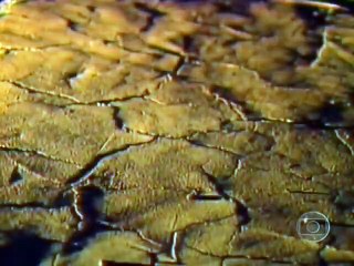 Selva de Pedra | show | 1972 | Official Clip