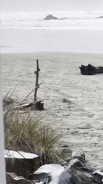 Dog Demonstrates Impressive Ball Balancing Skills