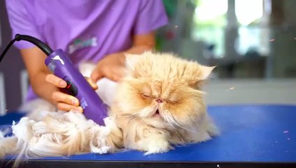 Soothing Spa Day Pampering a Gorgeous Sandy Cat