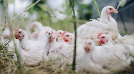 Casi 20.000 pollos en riesgo por altas temperaturas en Cesar