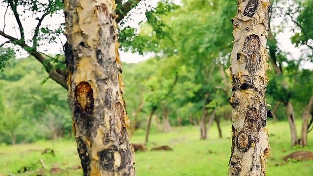 10 African businesses making the world's most expensive products